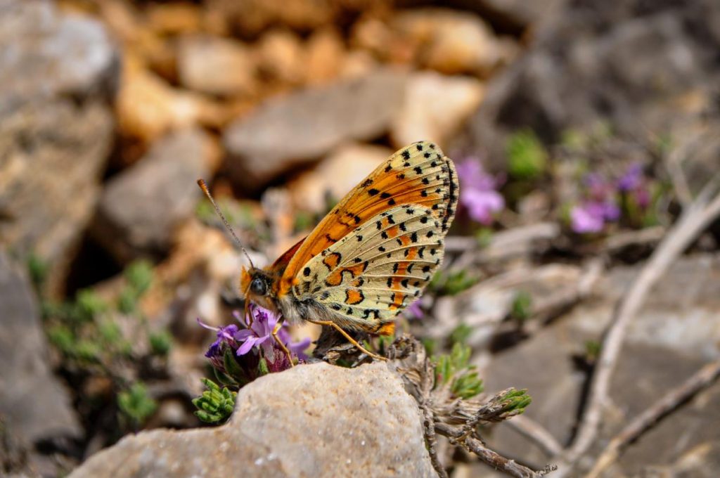 Fotoğraf 3. Eğritepe Zirvede Bir Benekli İparhan (Melitaea Didyma)